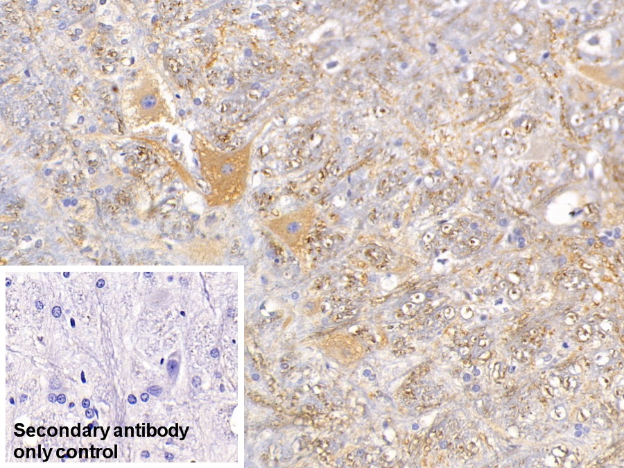 Monoclonal Antibody to Microtubule Associated Protein 2 (MAP2)