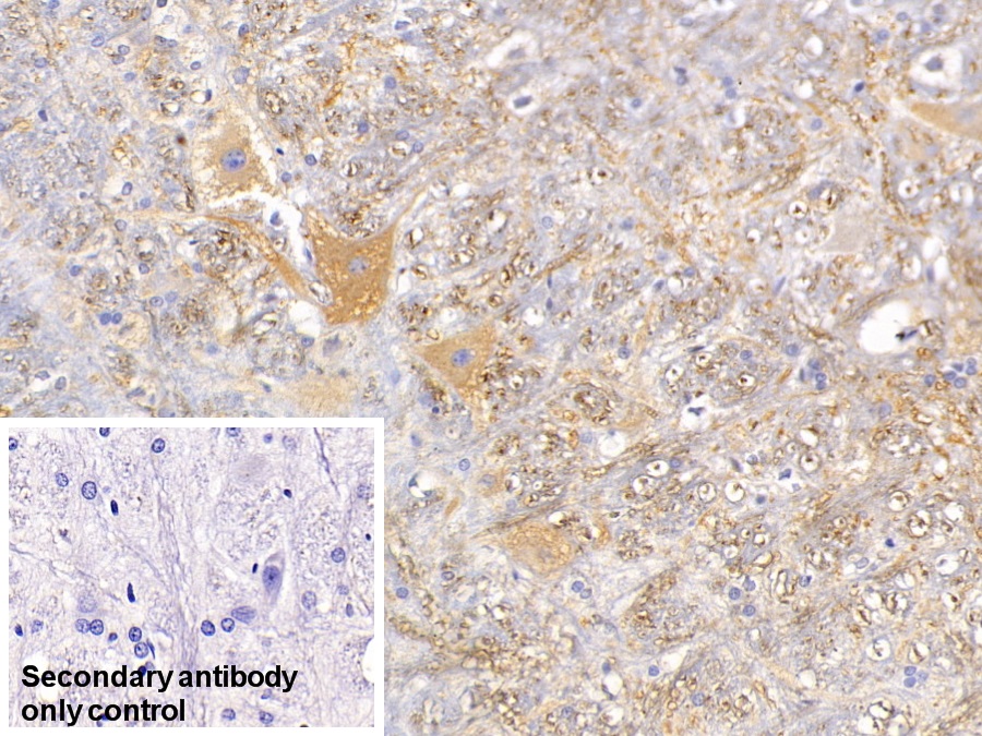 Monoclonal Antibody to Microtubule Associated Protein 2 (MAP2)