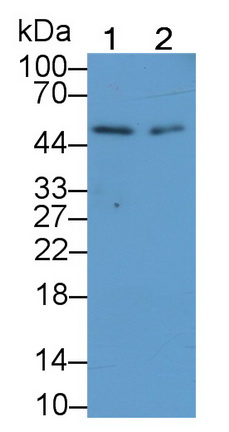 Monoclonal Antibody to Elastin (ELN)