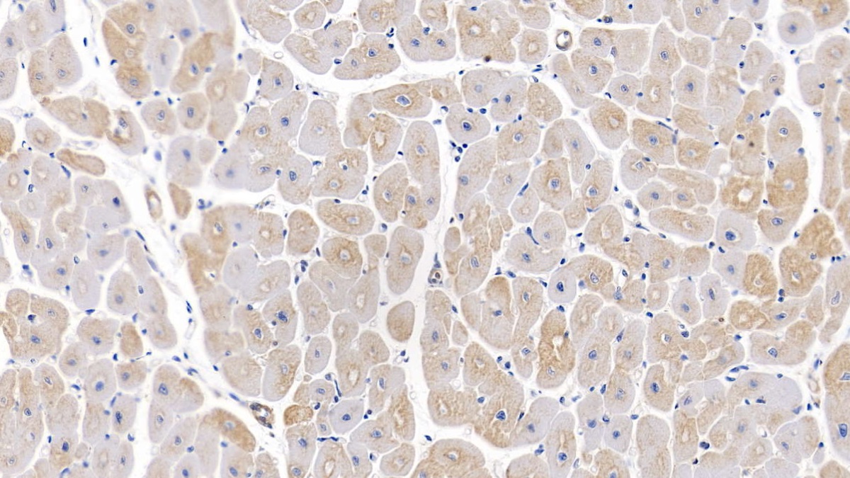 Monoclonal Antibody to Beta Actin (ACTB)