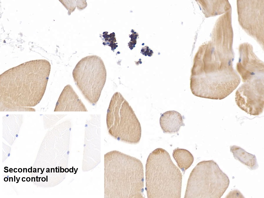 Monoclonal Antibody to Beta Actin (ACTB)