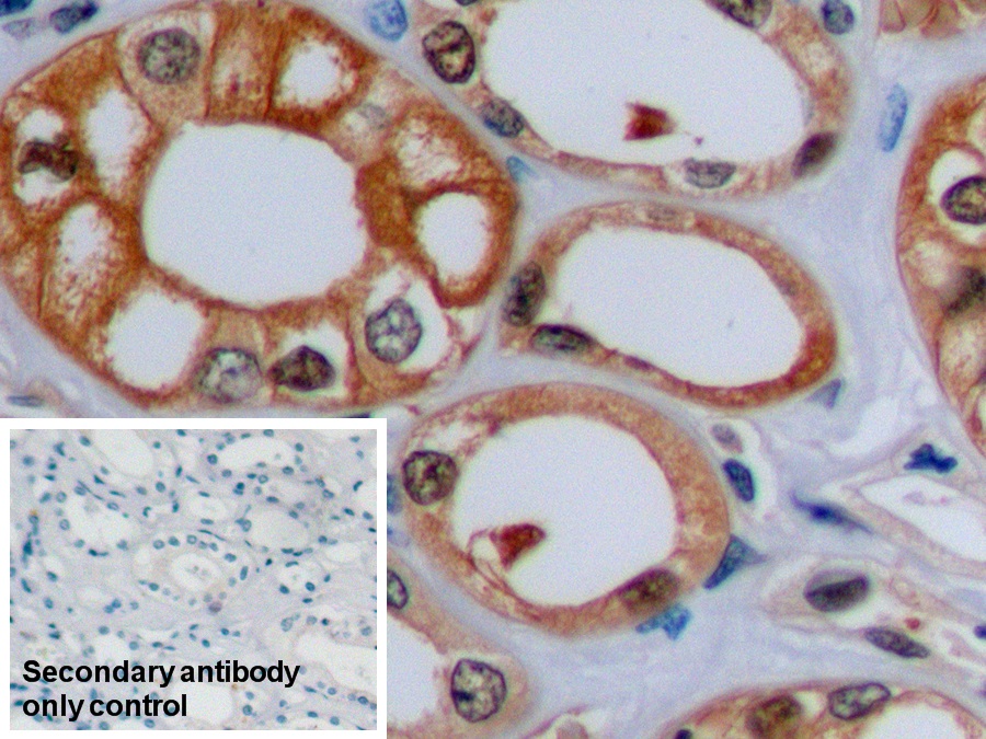 Monoclonal Antibody to Beta Actin (ACTB)