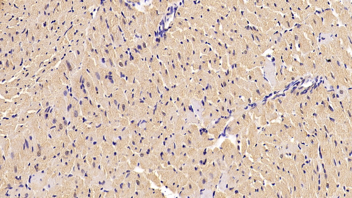 Monoclonal Antibody to Beta Actin (ACTB)