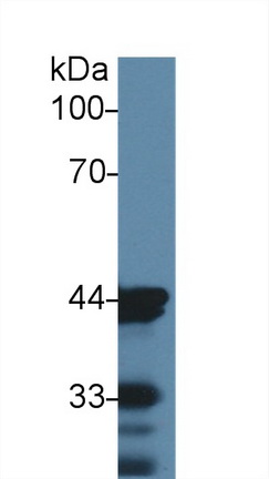 Monoclonal Antibody to Actin Alpha 1, Cardiac Muscle (ACTC1)