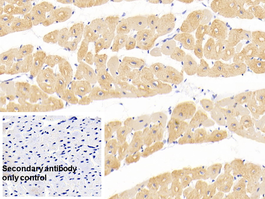 Monoclonal Antibody to Actin Alpha 1, Cardiac Muscle (ACTC1)