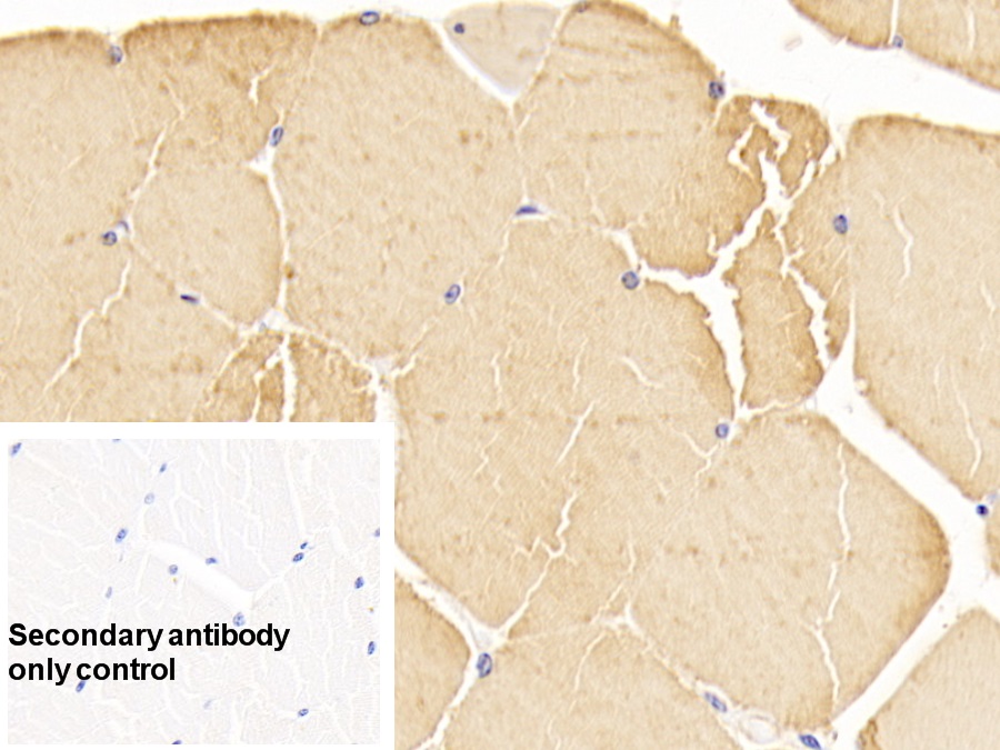 Monoclonal Antibody to Actin Alpha 1, Cardiac Muscle (ACTC1)