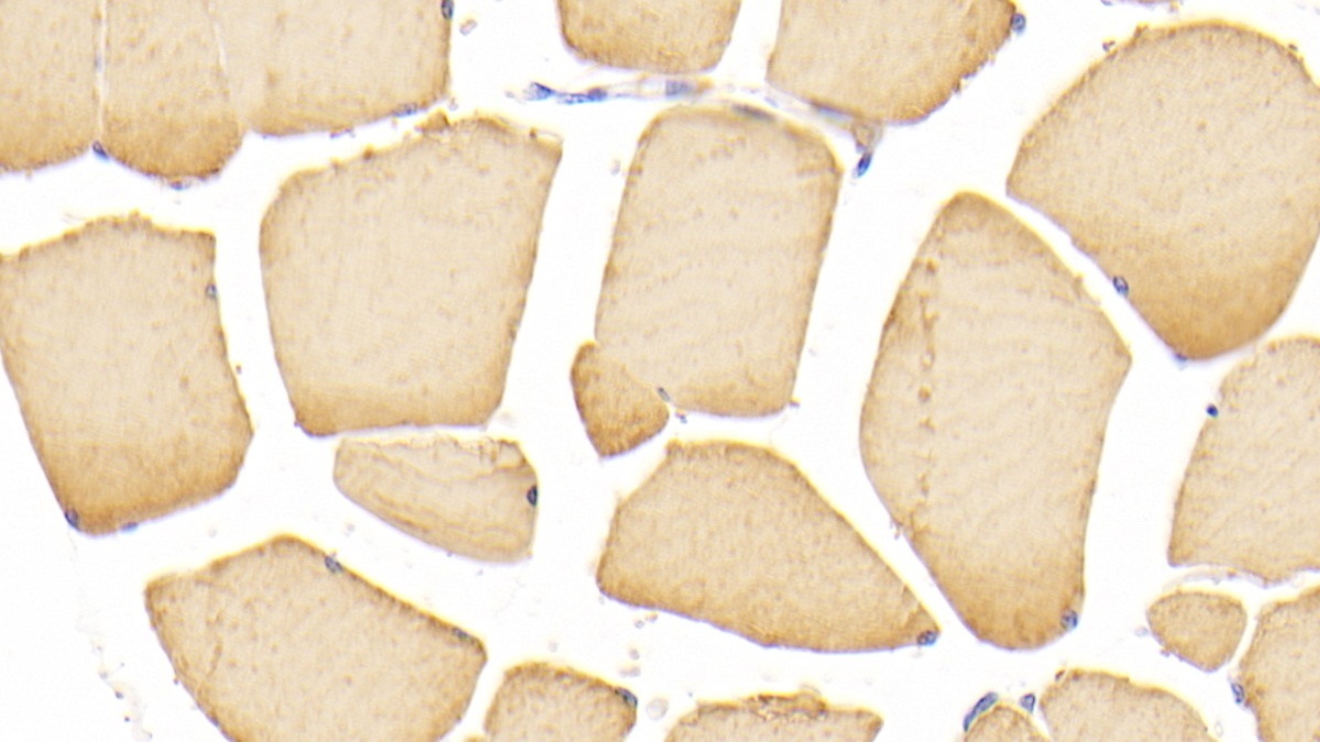 Monoclonal Antibody to Actin Alpha 1, Cardiac Muscle (ACTC1)