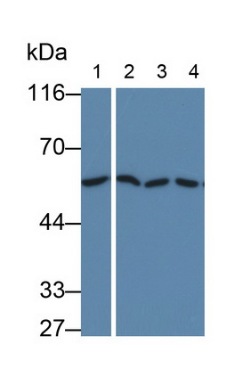 Monoclonal Antibody to 5-Lipoxygenase (5-LO)