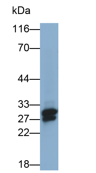 Monoclonal Antibody to Cluster of Differentiation 90 (CD90)