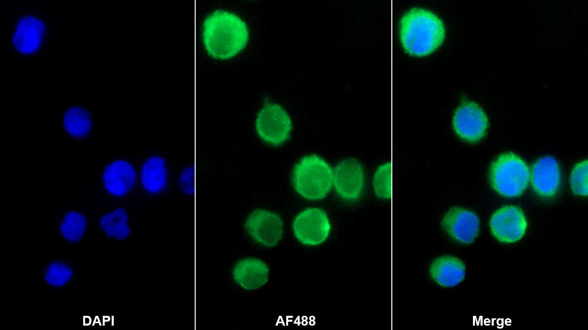 Monoclonal Antibody to Complement Component 1, Q Receptor (C1qR1)