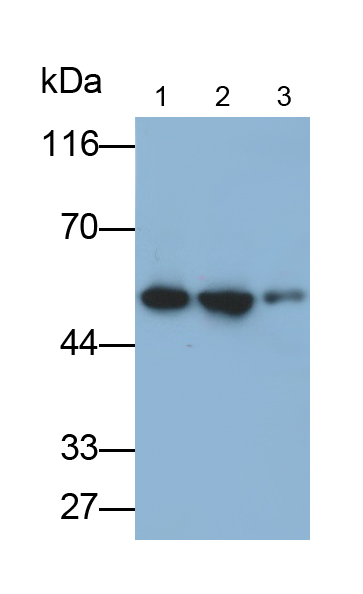 Monoclonal Antibody to Enolase 1 (ENO1)