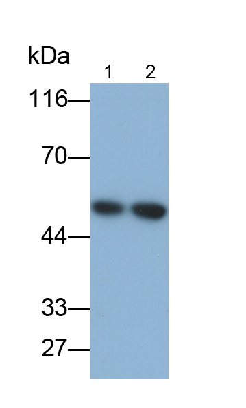 Monoclonal Antibody to Enolase 1 (ENO1)