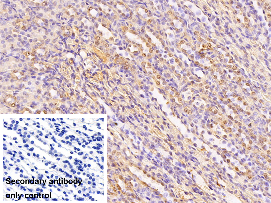 Monoclonal Antibody to Enolase 1 (ENO1)