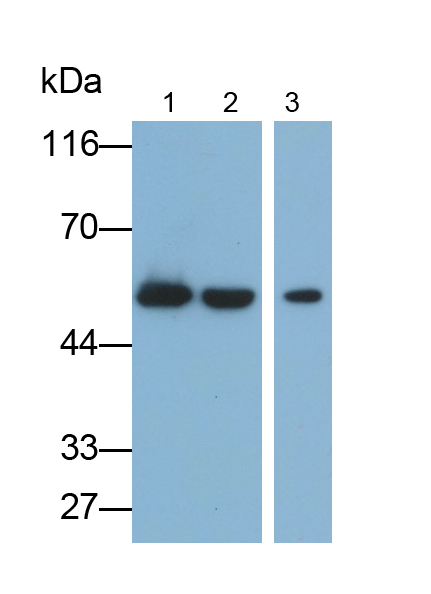 Monoclonal Antibody to Enolase 1 (ENO1)