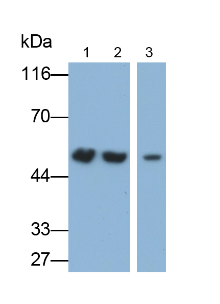 Monoclonal Antibody to Enolase 1 (ENO1)