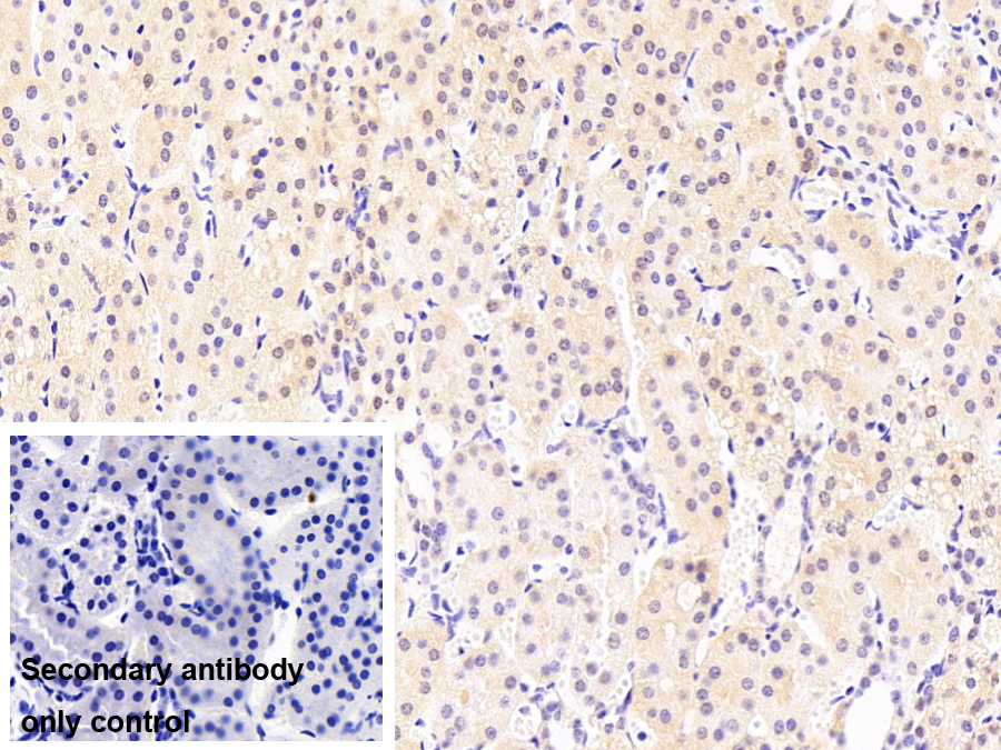Monoclonal Antibody to Enolase 1 (ENO1)