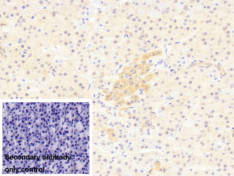 Monoclonal Antibody to Enolase 1 (ENO1)