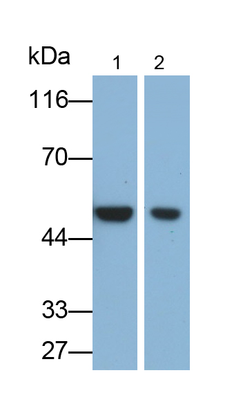 Monoclonal Antibody to Enolase 1 (ENO1)