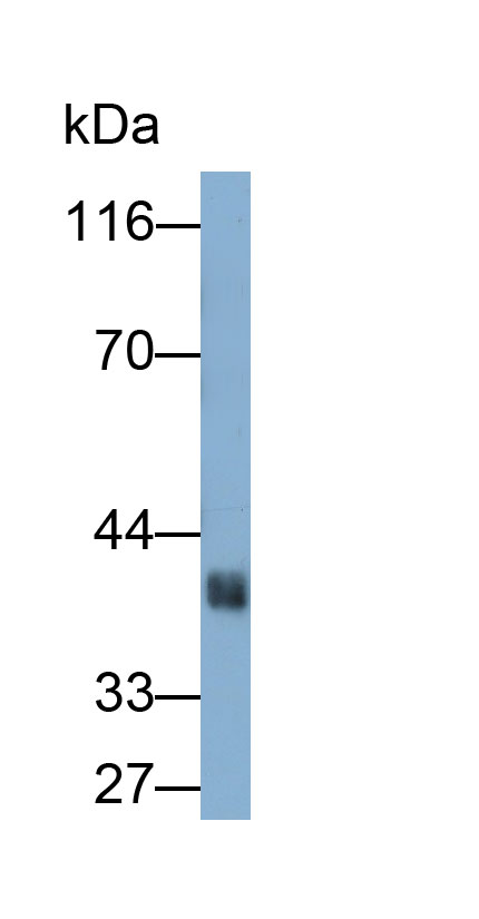 Monoclonal Antibody to Ovalbumin (OVA)