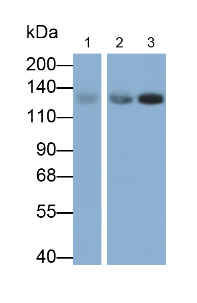 Monoclonal Antibody to N-cadherin (NCAD)