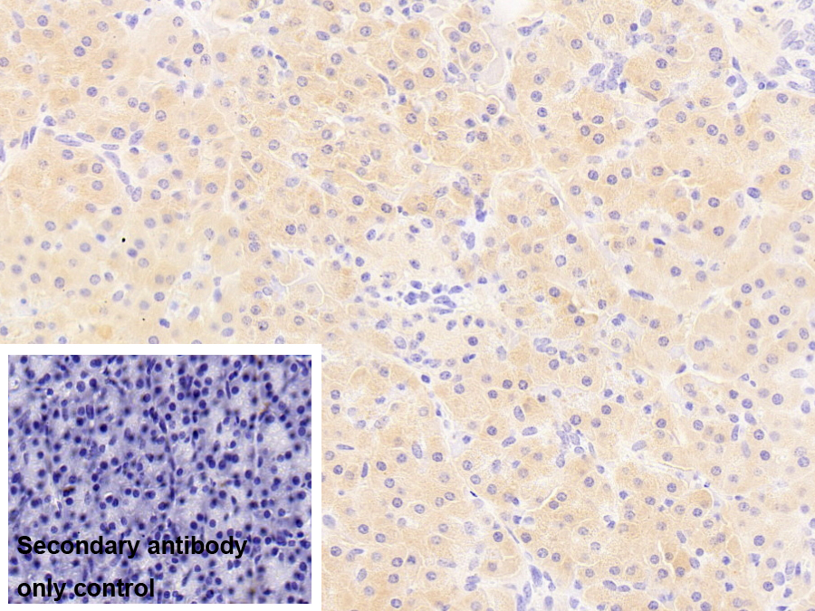 Monoclonal Antibody to Salivary Alpha Amylase (AMY1A)
