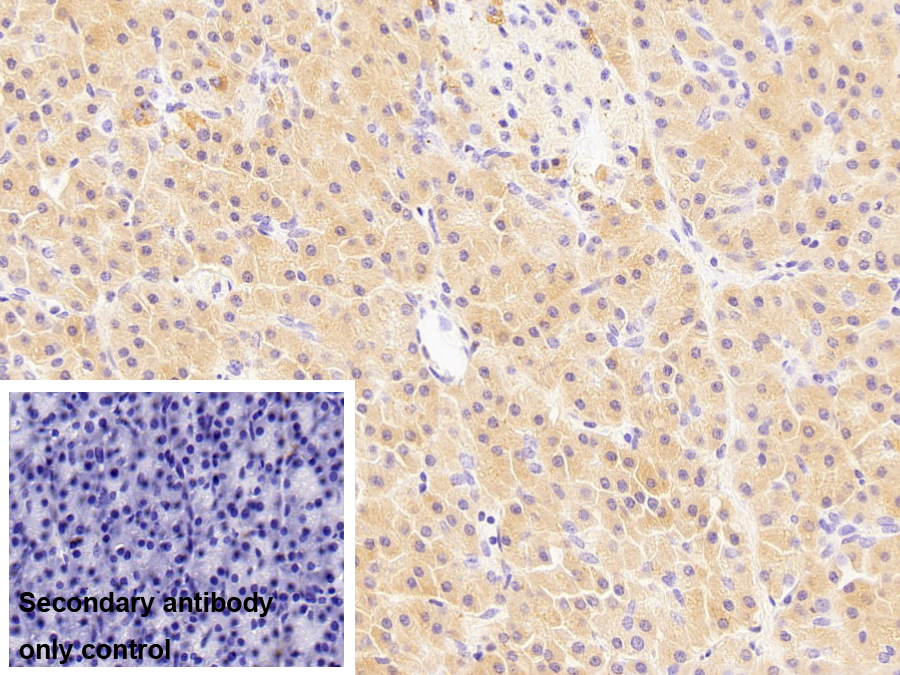 Monoclonal Antibody to Salivary Alpha Amylase (AMY1A)