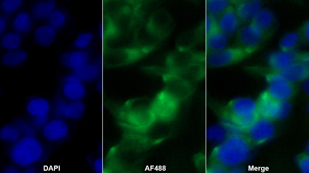 Monoclonal Antibody to Dystrophin (DMD)