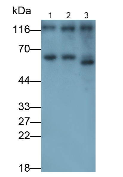Monoclonal Antibody to Prominin 1 (PROM1)