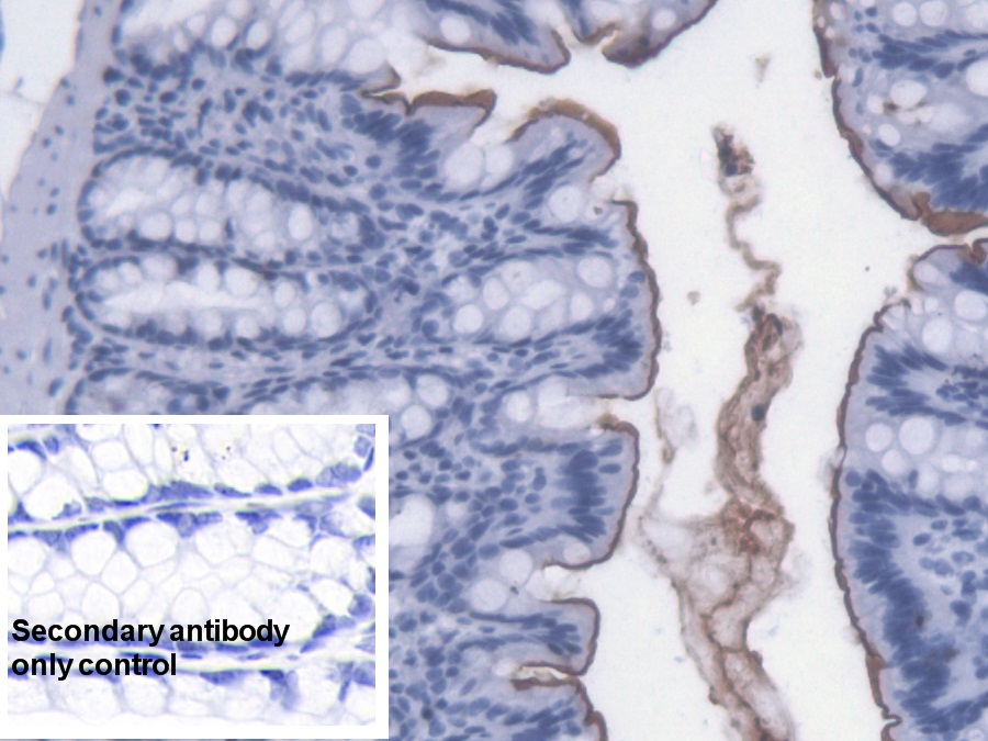 Monoclonal Antibody to Lipopolysaccharide (LPS)