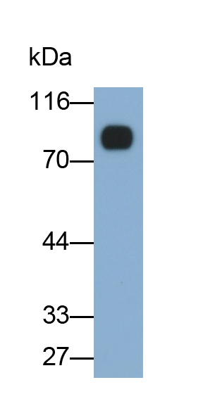 Monoclonal Antibody to Cluster Of Differentiation 36 (CD36)