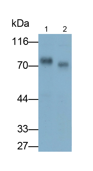 Monoclonal Antibody to Poliovirus Receptor (PVR)