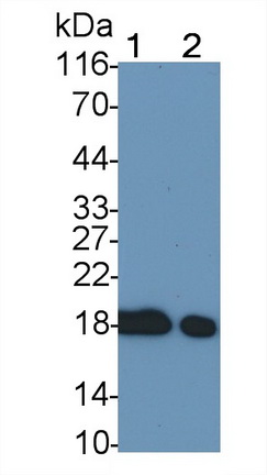 Monoclonal Antibody to Cofilin 1 (CFL1)