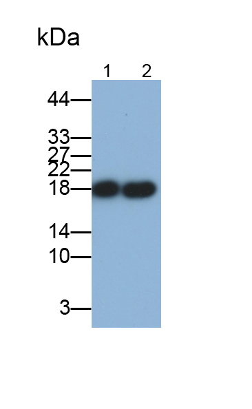 Monoclonal Antibody to Cofilin 1 (CFL1)