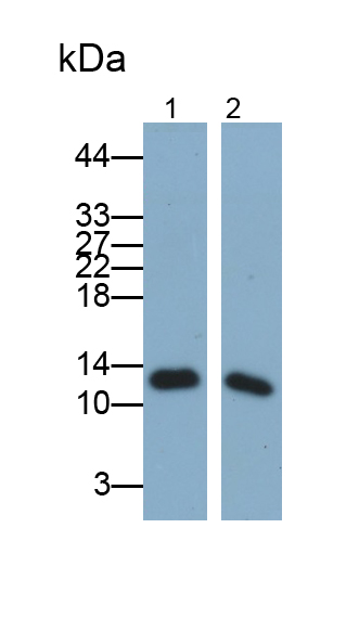 Monoclonal Antibody to Fatty Acid Binding Protein 1 (FABP1)