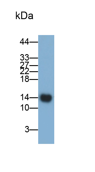 Monoclonal Antibody to Fatty Acid Binding Protein 1 (FABP1)