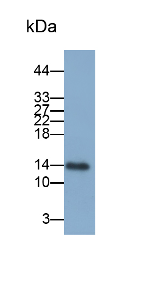 Monoclonal Antibody to Fatty Acid Binding Protein 1 (FABP1)