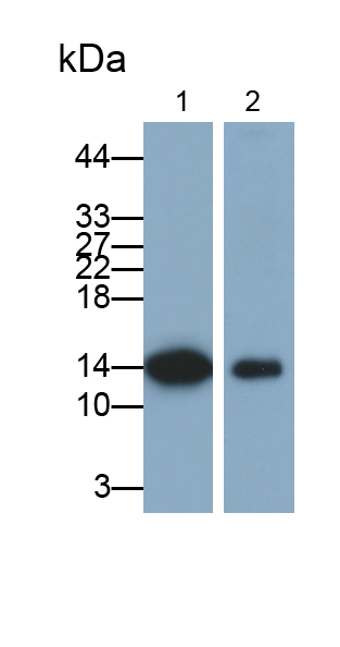 Monoclonal Antibody to Fatty Acid Binding Protein 1 (FABP1)