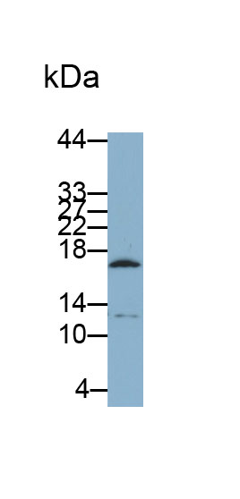 Monoclonal Antibody to Chorionic Gonadotropin Alpha Polypeptide (CGa)