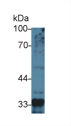 Monoclonal Antibody to Myostatin (MSTN)