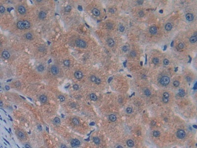 Monoclonal Antibody to Myostatin (MSTN)