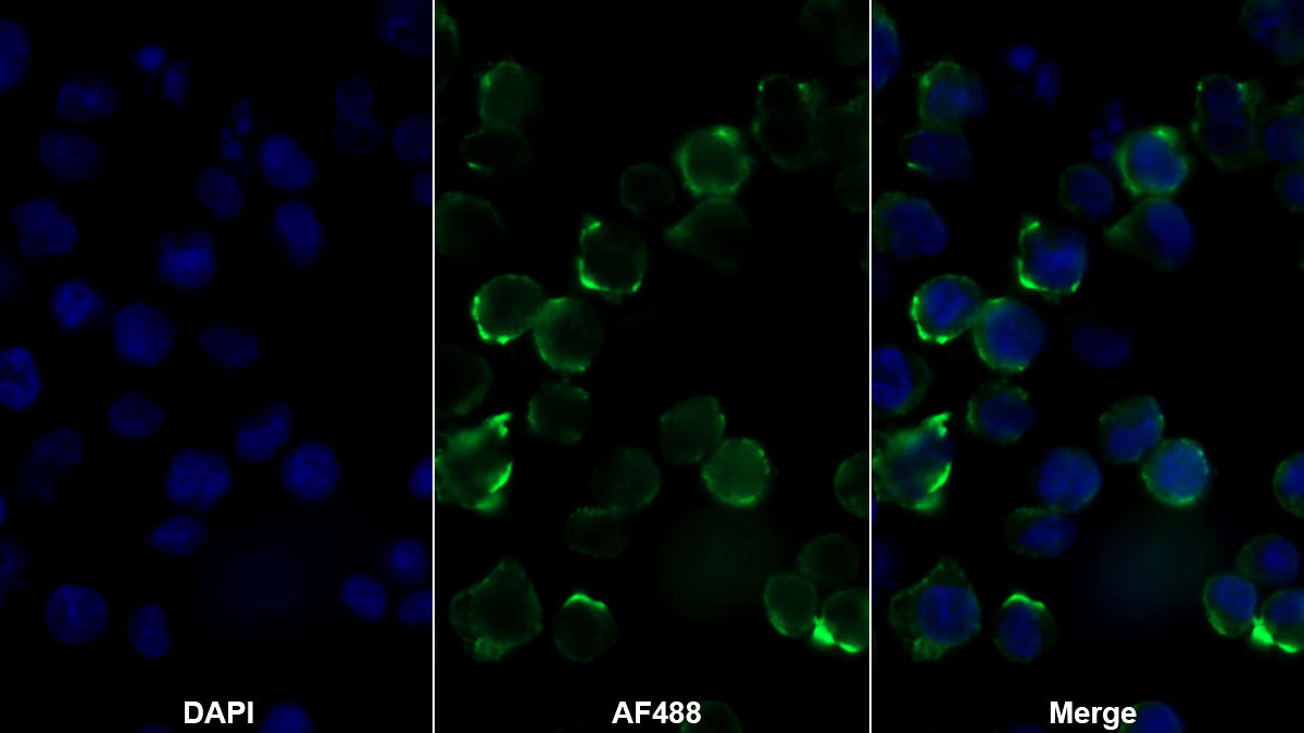 Monoclonal Antibody to Cluster Of Differentiation 226 (CD226)