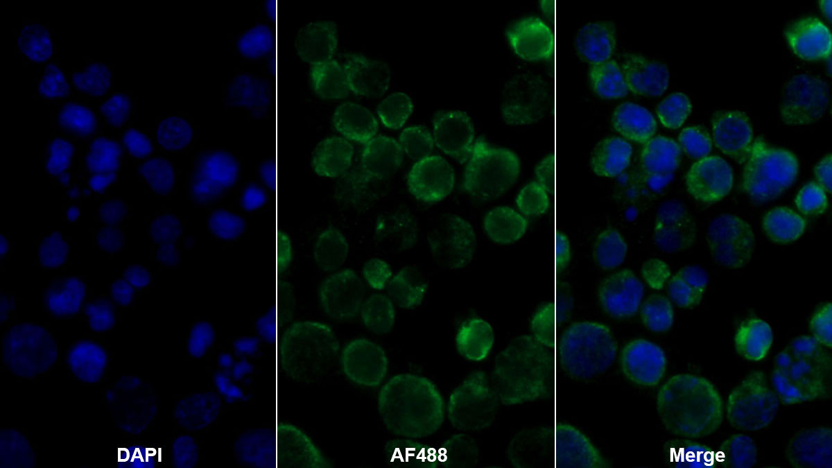 Monoclonal Antibody to Cluster Of Differentiation 226 (CD226)