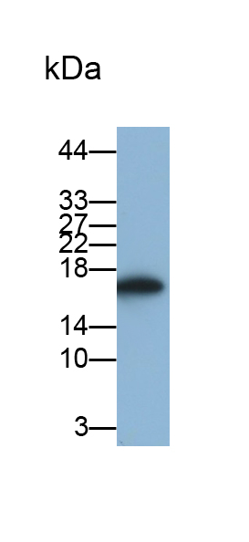 Monoclonal Antibody to Lipocalin 1 (LCN1)