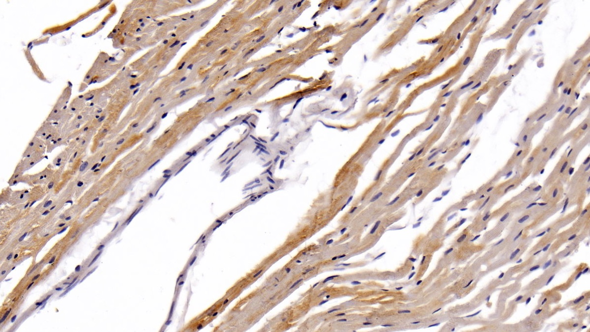 Monoclonal Antibody to Signal Transducer And Activator Of Transcription 3 (STAT3)