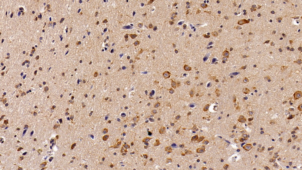 Monoclonal Antibody to Signal Transducer And Activator Of Transcription 3 (STAT3)