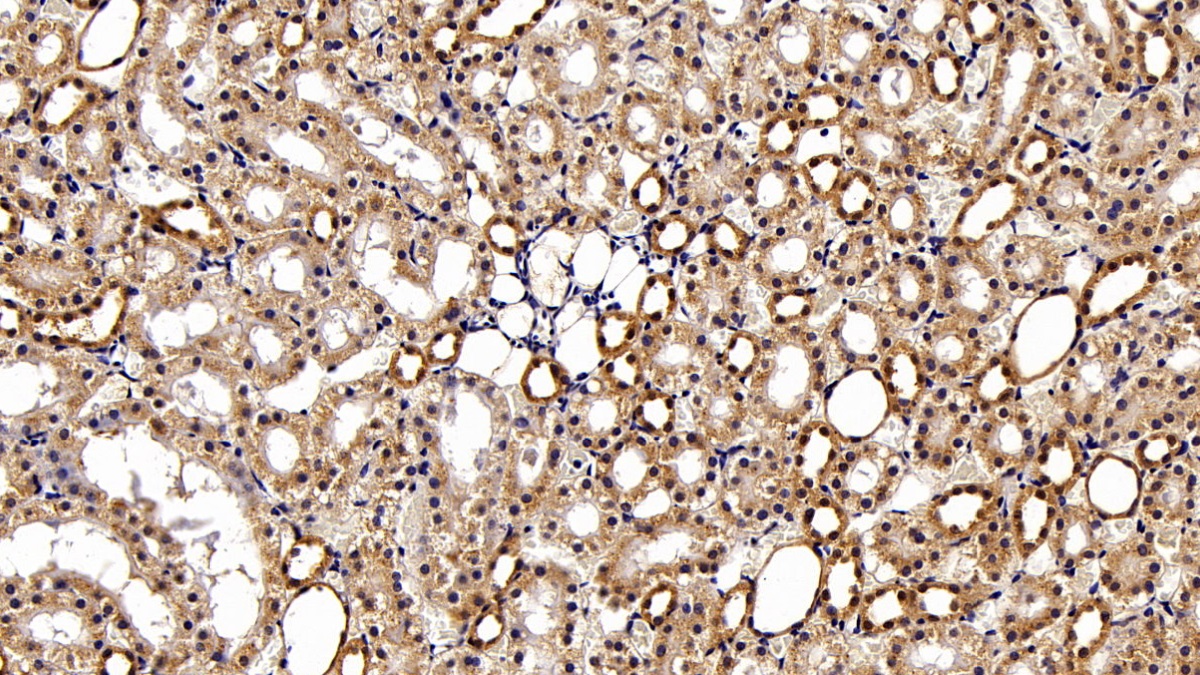 Monoclonal Antibody to Signal Transducer And Activator Of Transcription 3 (STAT3)