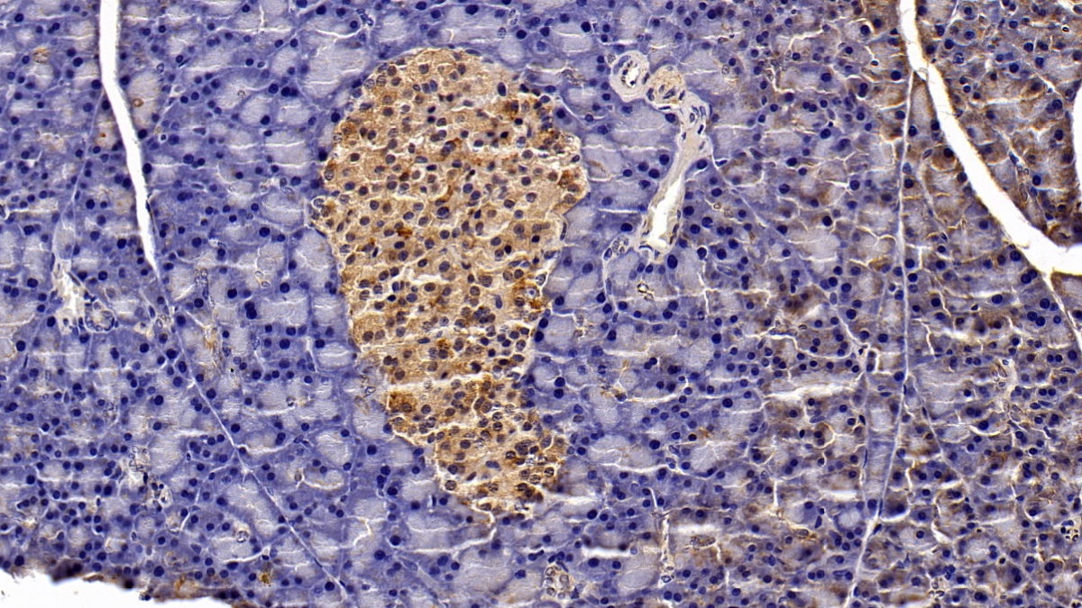 Monoclonal Antibody to Signal Transducer And Activator Of Transcription 3 (STAT3)