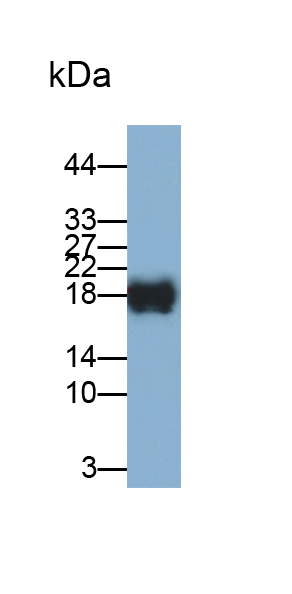 Monoclonal Antibody to Regenerating Islet Derived Protein 1 Alpha (REG1a)