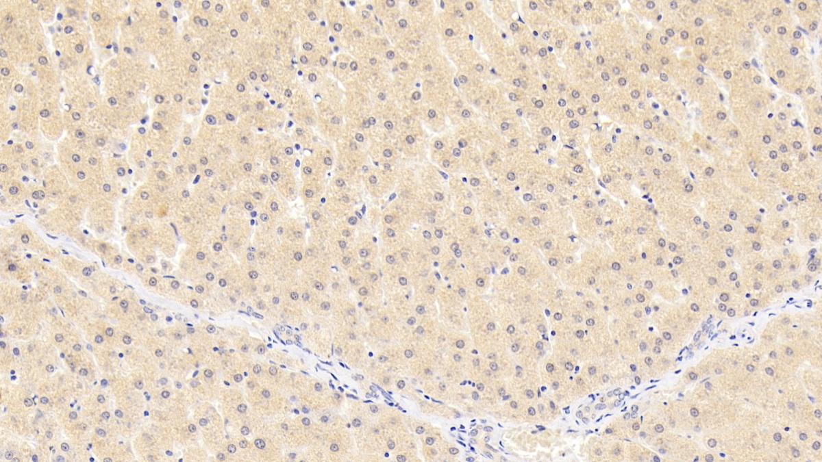 Monoclonal Antibody to Inhibin Beta B (INHbB)