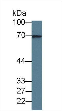 Monoclonal Antibody to Lectin Galactoside Binding, Soluble 3 Binding Protein (LGALS3BP)